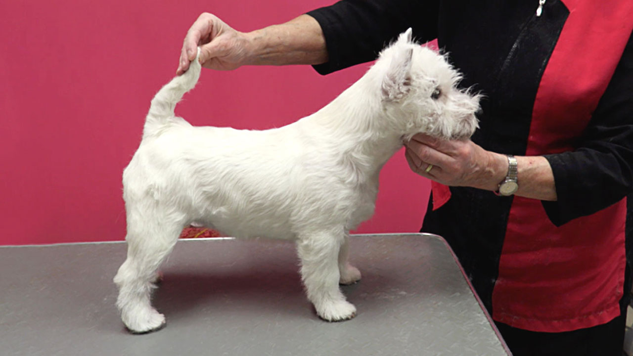 West Highland White Terrier-showpup