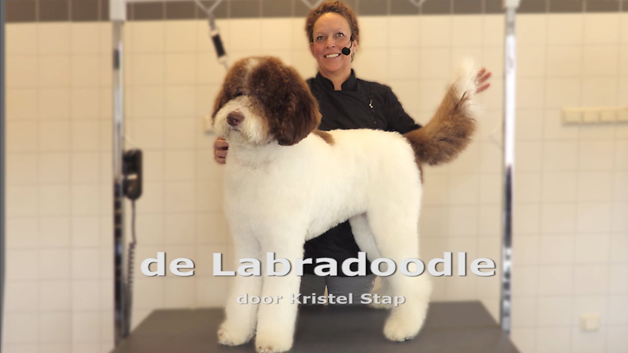 Labradoodle (knippen) TRIMBOEKdigitaal