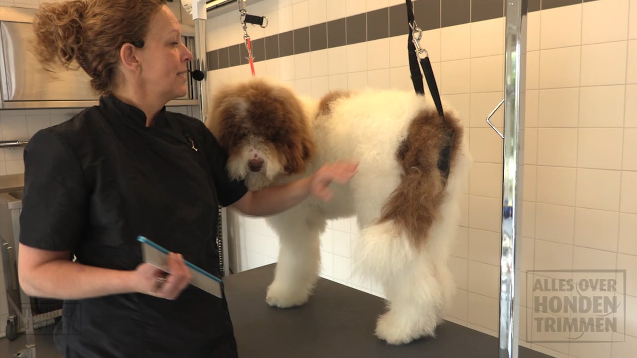 Labradoodle (knippen) TRIMBOEKdigitaal