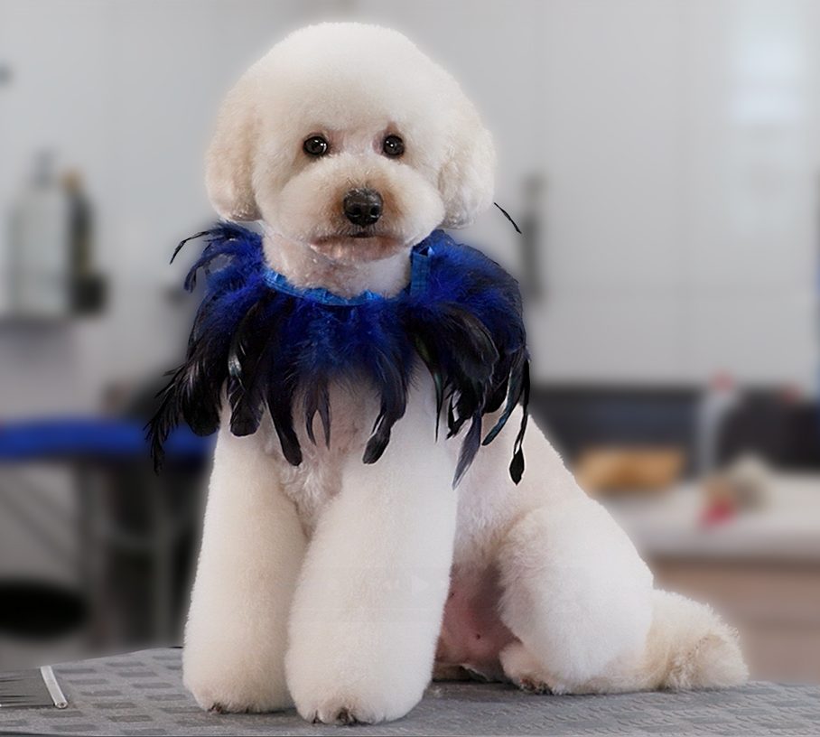 Asian Fusion Grooming Style