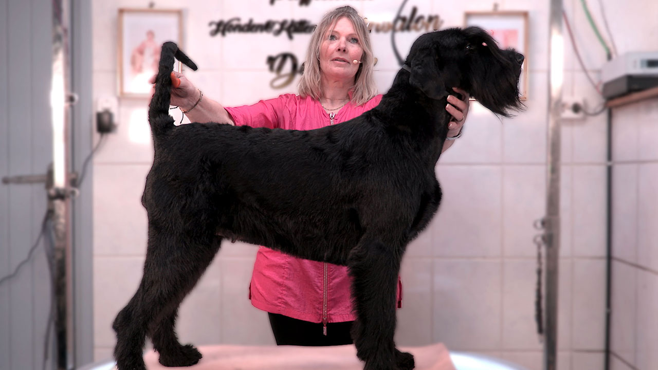 Riesenschnauzer