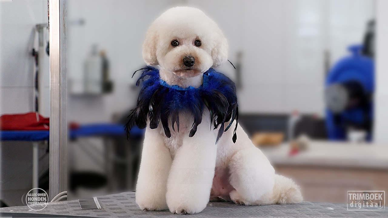 Asian Fusion Grooming Style